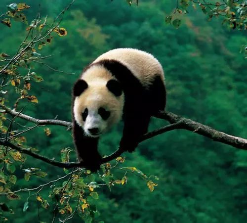 大熊貓徹夜樹上沉思，探尋熊生意義