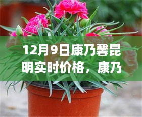 昆明康乃馨實時價格與市場波動分析，多元觀點探討（12月9日）