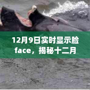 揭秘十二月奇跡，實時顯示臉Face的神秘魅力與魅力展示