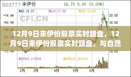 12月9日來(lái)伊份股票實(shí)時(shí)跟蹤，與自然美景共舞，探尋內(nèi)心平和之旅