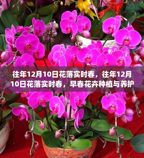 早春花卉種植與養(yǎng)護(hù)全攻略，12月10日花落實(shí)時(shí)春的種植與養(yǎng)護(hù)指南
