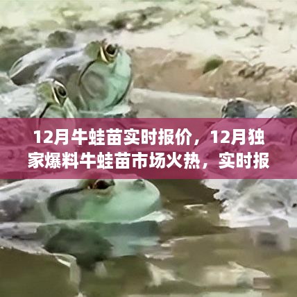 揭秘！12月牛蛙苗市場(chǎng)火熱，獨(dú)家實(shí)時(shí)報(bào)價(jià)火熱出爐！