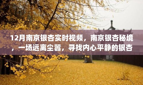 南京銀杏秘境，尋找內(nèi)心平靜的銀杏之旅實時播報與視頻欣賞