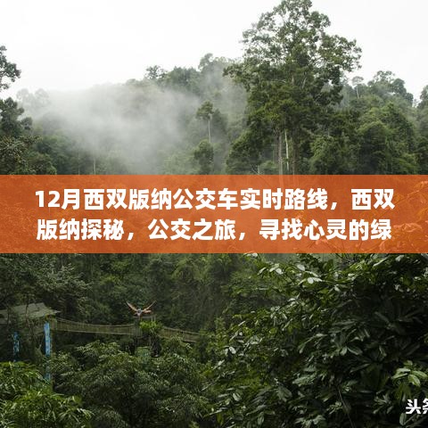 西雙版納公交探秘之旅，心靈的綠洲與實(shí)時(shí)路線(xiàn)指南