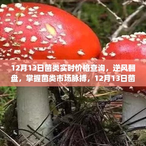 掌握菌類(lèi)市場(chǎng)脈搏，12月13日菌類(lèi)實(shí)時(shí)價(jià)格查詢及其啟示