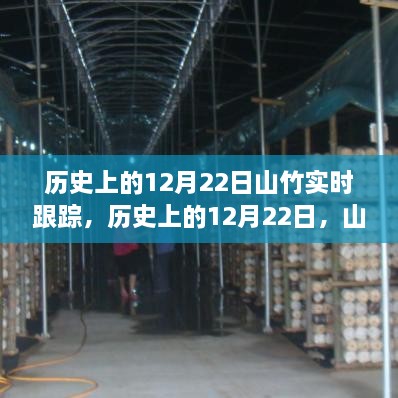 歷史上的山竹奇妙之旅，探尋內(nèi)心的寧靜與實(shí)時(shí)跟蹤的奇妙探尋