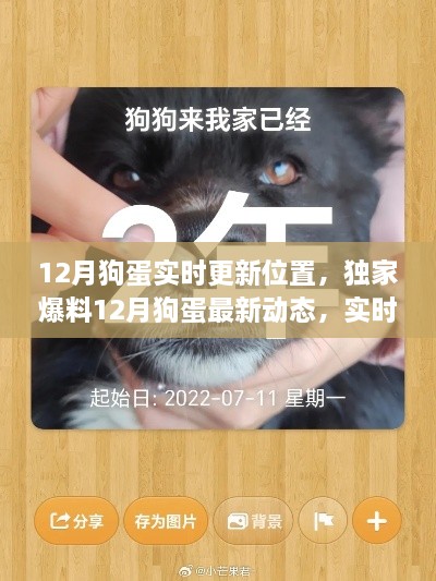 獨家爆料，狗蛋12月最新動態(tài)與實時位置更新，精彩瞬間不容錯過！
