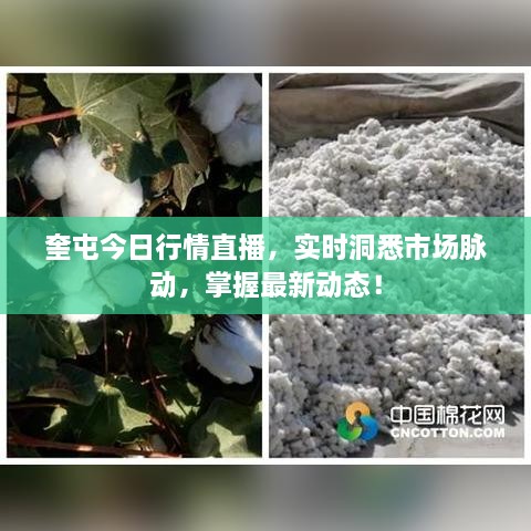 奎屯今日行情直播，實(shí)時(shí)洞悉市場(chǎng)脈動(dòng)，掌握最新動(dòng)態(tài)！