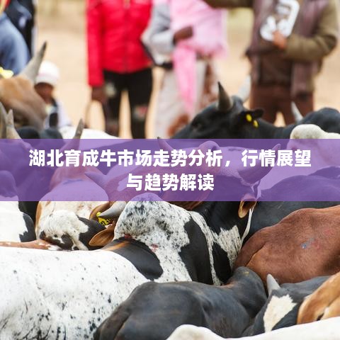 湖北育成牛市場(chǎng)走勢(shì)分析，行情展望與趨勢(shì)解讀