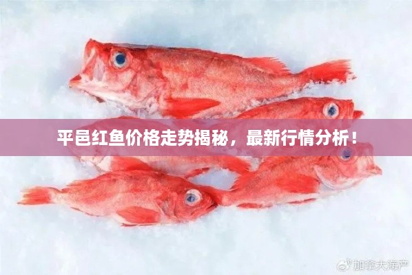 平邑紅魚價格走勢揭秘，最新行情分析！