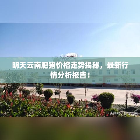 明天云南肥豬價格走勢揭秘，最新行情分析報告！