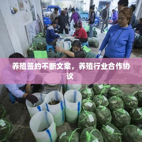 養(yǎng)殖簽約不斷文案，養(yǎng)殖行業(yè)合作協(xié)議 