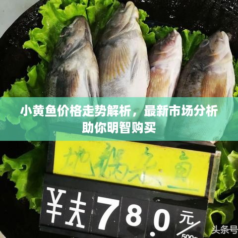 小黃魚(yú)價(jià)格走勢(shì)解析，最新市場(chǎng)分析助你明智購(gòu)買(mǎi)