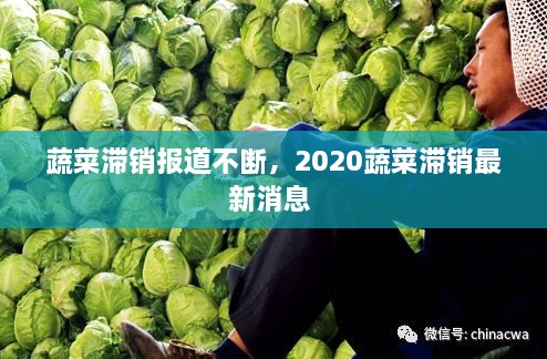 蔬菜滯銷報道不斷，2020蔬菜滯銷最新消息 