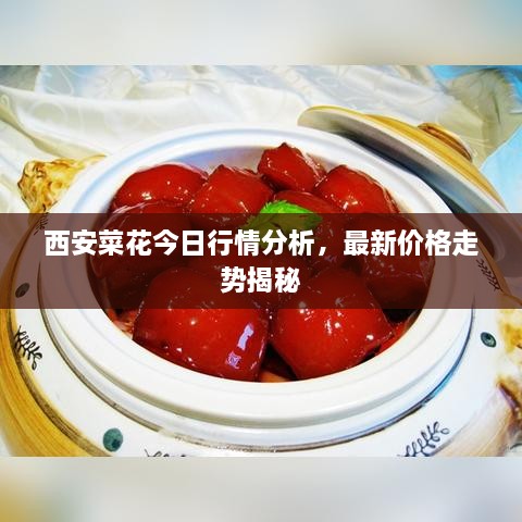 西安菜花今日行情分析，最新價格走勢揭秘