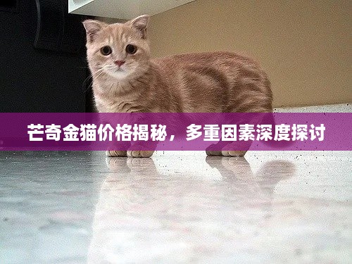 芒奇金貓價(jià)格揭秘，多重因素深度探討