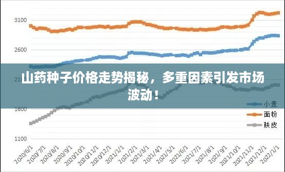 山藥種子價格走勢揭秘，多重因素引發(fā)市場波動！