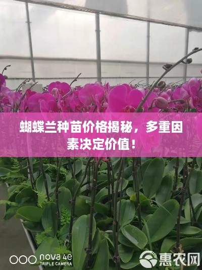 蝴蝶蘭種苗價(jià)格揭秘，多重因素決定價(jià)值！