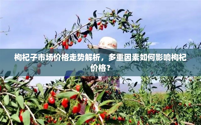 枸杞子市場價格走勢解析，多重因素如何影響枸杞價格？