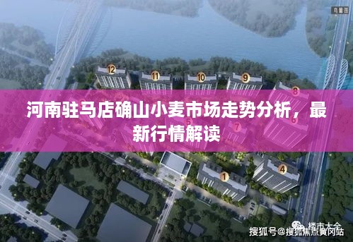 河南駐馬店確山小麥?zhǔn)袌?chǎng)走勢(shì)分析，最新行情解讀