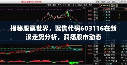 揭秘股票世界，聚焦代碼603116在新浪走勢分析，洞悉股市動(dòng)態(tài)