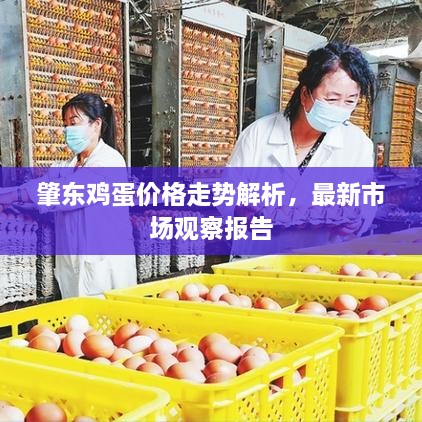 肇東雞蛋價格走勢解析，最新市場觀察報告