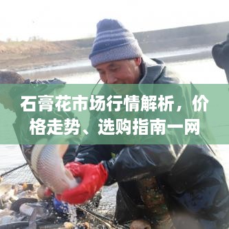 石膏花市場行情解析，價格走勢、選購指南一網打盡