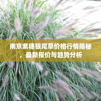 南京紫穗狼尾草價(jià)格行情揭秘，最新報(bào)價(jià)與趨勢分析