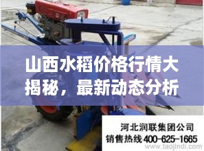 山西水稻價(jià)格行情大揭秘，最新動(dòng)態(tài)分析！