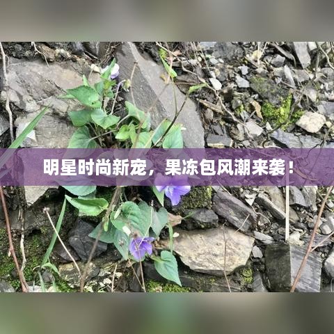 明星時(shí)尚新寵，果凍包風(fēng)潮來襲！