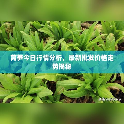 萵筍今日行情分析，最新批發(fā)價格走勢揭秘