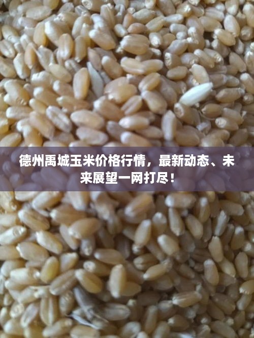 德州禹城玉米價(jià)格行情，最新動(dòng)態(tài)、未來展望一網(wǎng)打盡！