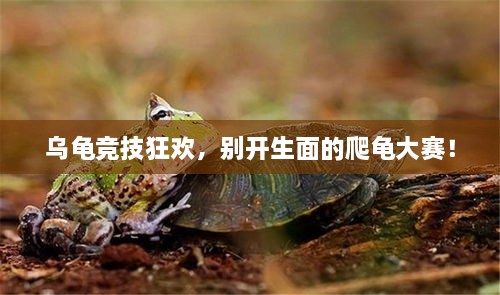 烏龜競(jìng)技狂歡，別開生面的爬龜大賽！