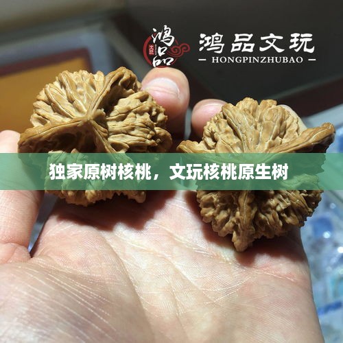 獨(dú)家原樹核桃，文玩核桃原生樹 