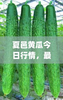 夏邑黃瓜今日行情，最新價(jià)格一網(wǎng)打盡