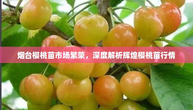 煙臺櫻桃苗市場繁榮，深度解析輝煌櫻桃苗行情