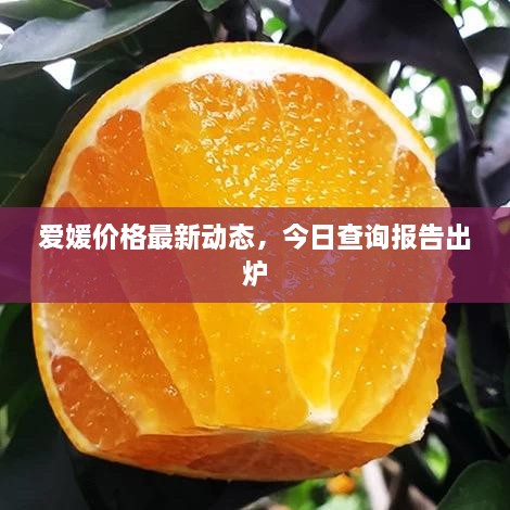 愛媛價(jià)格最新動態(tài)，今日查詢報(bào)告出爐