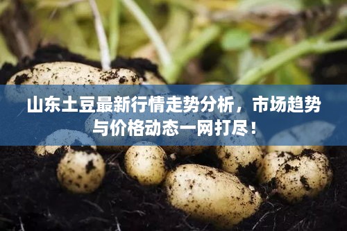 山東土豆最新行情走勢(shì)分析，市場(chǎng)趨勢(shì)與價(jià)格動(dòng)態(tài)一網(wǎng)打盡！