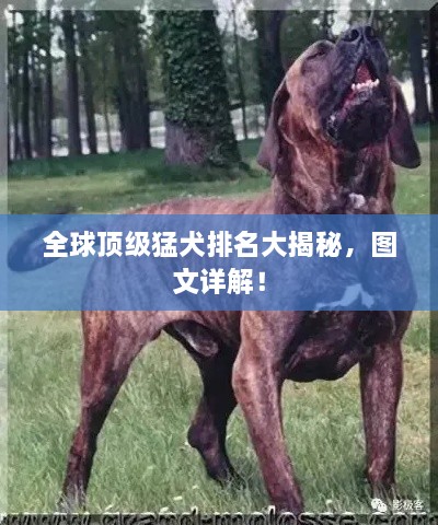全球頂級猛犬排名大揭秘，圖文詳解！