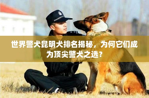 世界警犬昆明犬排名揭秘，為何它們成為頂尖警犬之選？
