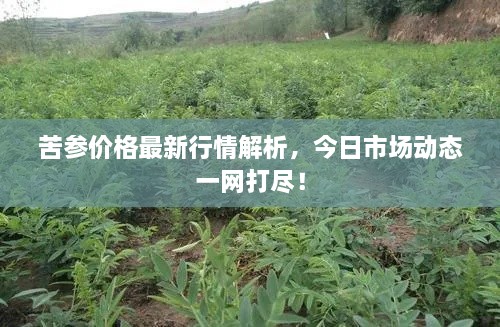 苦參價格最新行情解析，今日市場動態(tài)一網(wǎng)打盡！