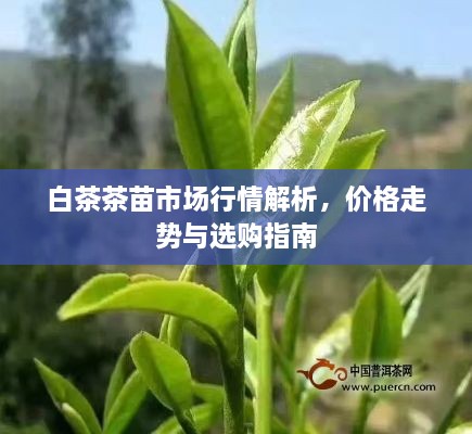 白茶茶苗市場(chǎng)行情解析，價(jià)格走勢(shì)與選購(gòu)指南