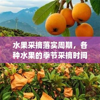 水果采摘落實周期，各種水果的季節(jié)采摘時間書 