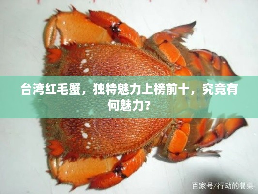 臺灣紅毛蟹，獨特魅力上榜前十，究竟有何魅力？
