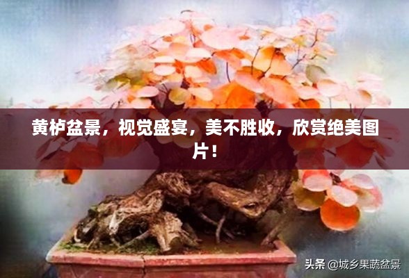 黃櫨盆景，視覺(jué)盛宴，美不勝收，欣賞絕美圖片！