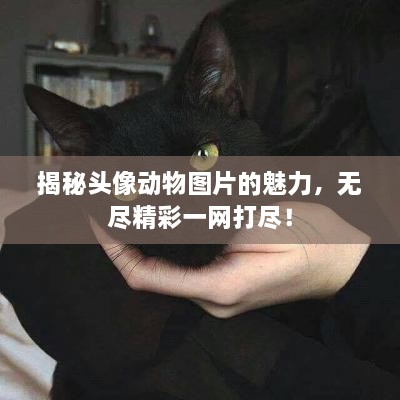 揭秘頭像動(dòng)物圖片的魅力，無盡精彩一網(wǎng)打盡！