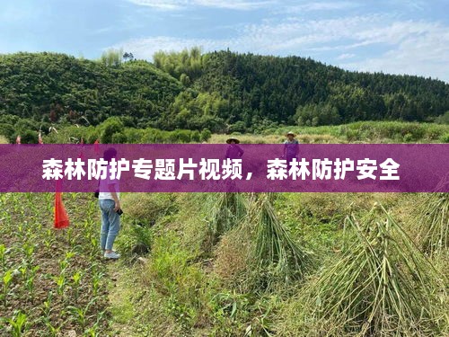 森林防護(hù)專題片視頻，森林防護(hù)安全 