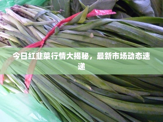 今日紅韭菜行情大揭秘，最新市場(chǎng)動(dòng)態(tài)速遞