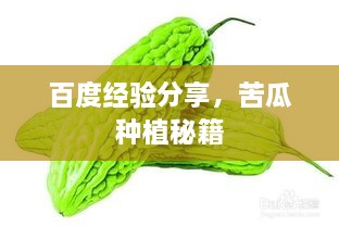 百度經(jīng)驗(yàn)分享，苦瓜種植秘籍