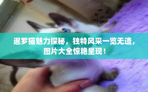 暹羅貓魅力探秘，獨特風采一覽無遺，圖片大全驚艷呈現(xiàn)！
